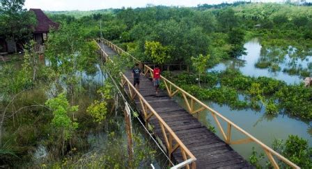 Hutan Payau: Jantung Hijau yang Menyembuhkan Jiwa di Tengah Kota Cilacap