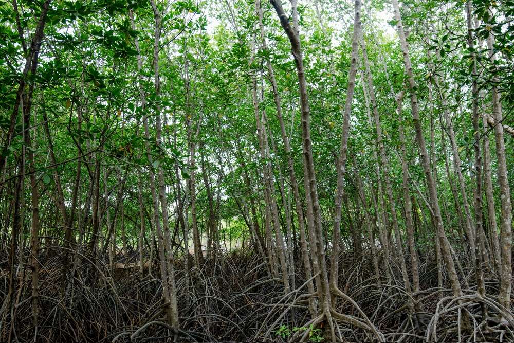 Hutan Payau: Jantung Hijau yang Menyembuhkan Jiwa di Tengah Kota Cilacap